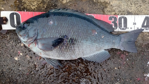 クチブトグレの釣果