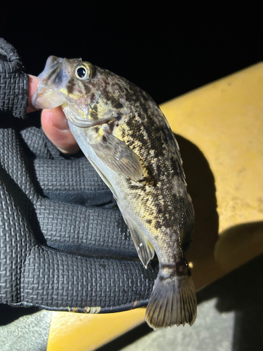 ソイの釣果