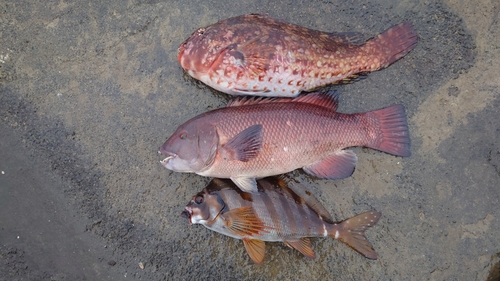 コブダイの釣果