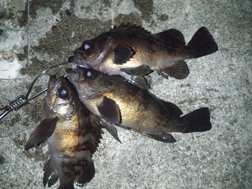 メバルの釣果