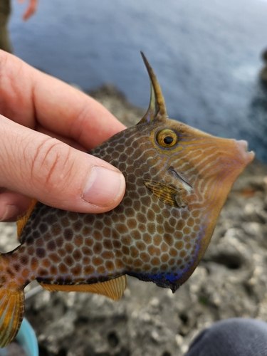 カワハギの釣果