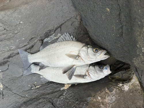 ヒラスズキの釣果