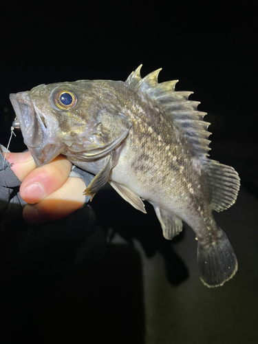 クロソイの釣果