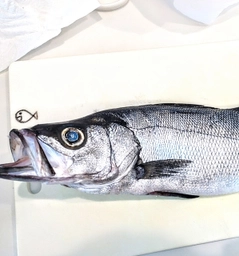 ヒラスズキの釣果