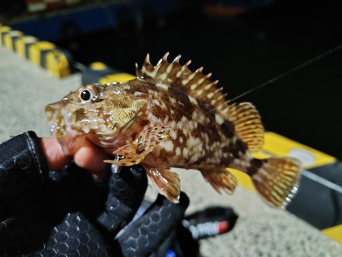 カサゴの釣果