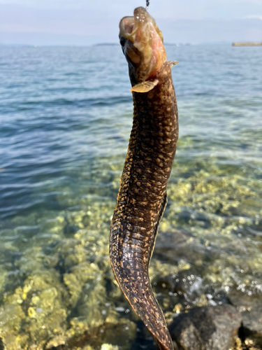 ダイナンギンポの釣果