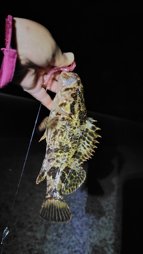 タケノコメバルの釣果