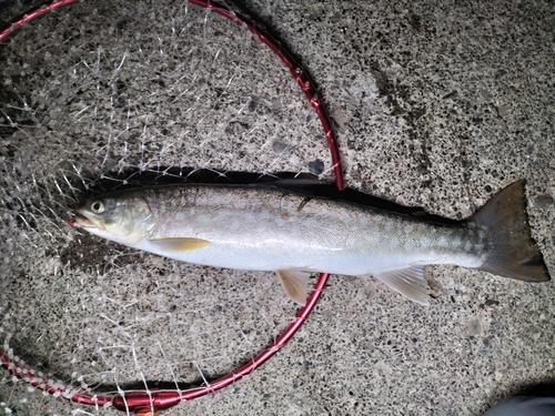 アメマスの釣果