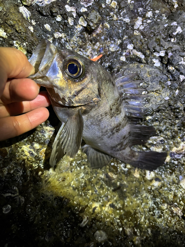 メバルの釣果