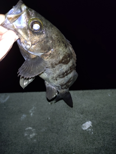 シロメバルの釣果