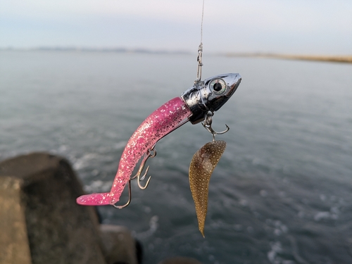 シタビラメの釣果