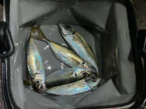 アジの釣果