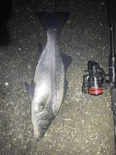 ヒラスズキの釣果