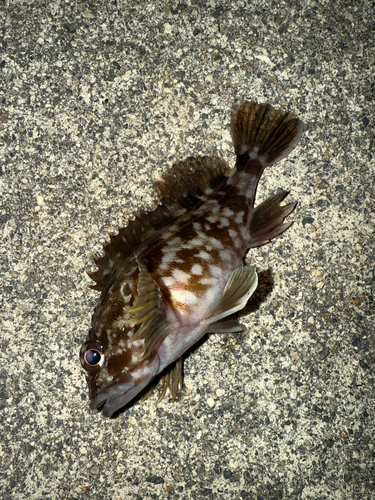 カサゴの釣果