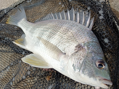 キビレの釣果