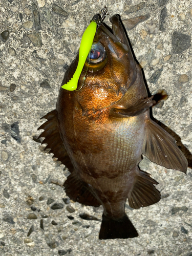 メバルの釣果