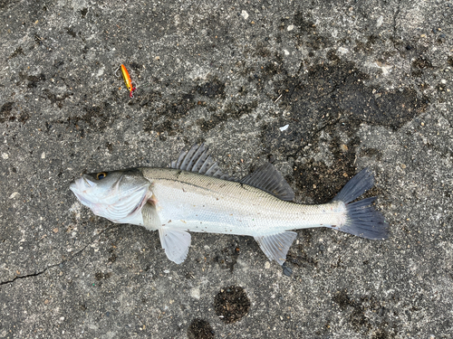 シーバスの釣果