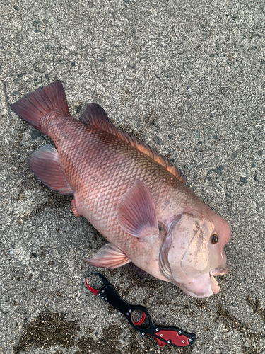 コブダイの釣果