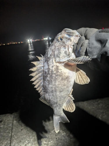 クロソイの釣果