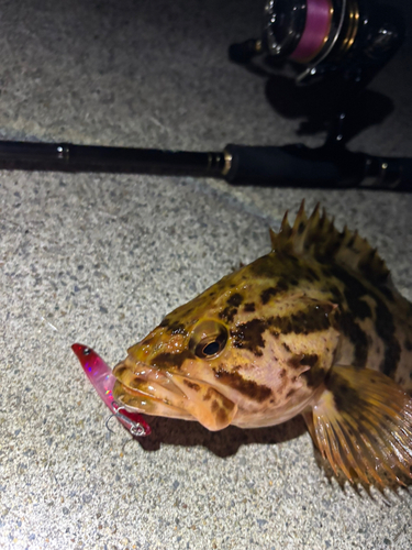 ベッコウゾイの釣果