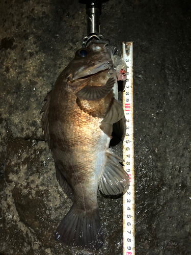 メバルの釣果