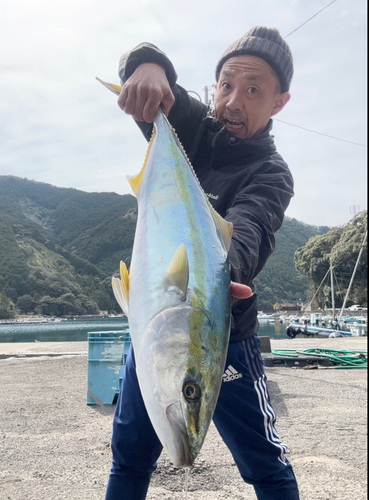 ブリの釣果