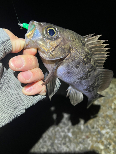 メバルの釣果