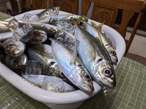 マアジの釣果