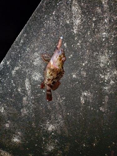 カサゴの釣果