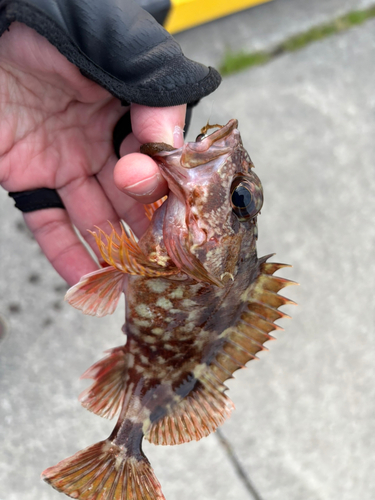 カサゴの釣果