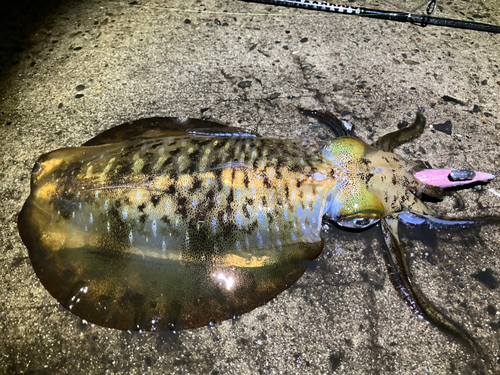 アオリイカの釣果