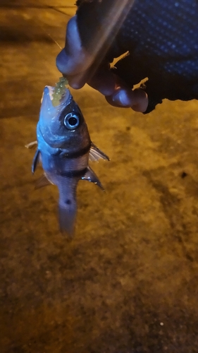 ヨコスジイシモチの釣果