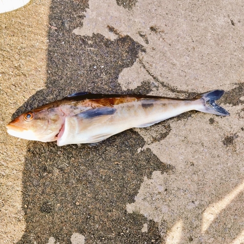 ホッケの釣果