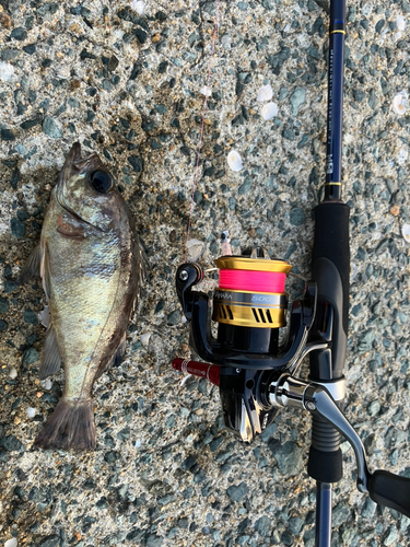 メバルの釣果