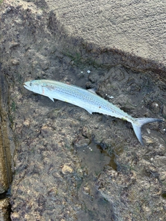 サゴシの釣果