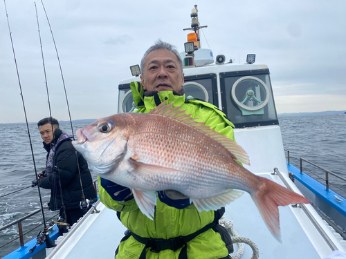 マダイの釣果