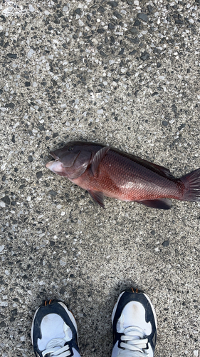 コブダイの釣果