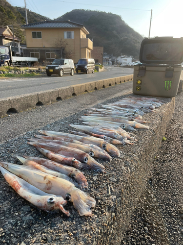 ササイカの釣果