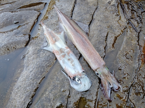 ヤリイカの釣果