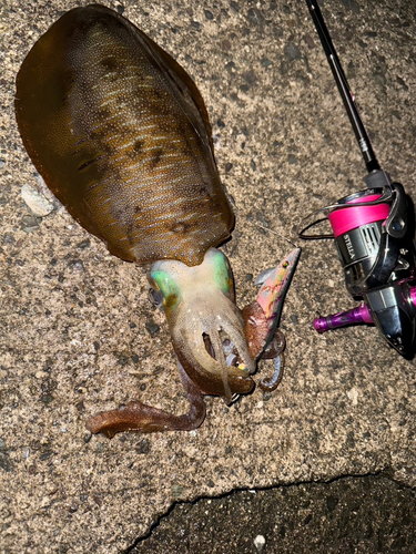 アオリイカの釣果