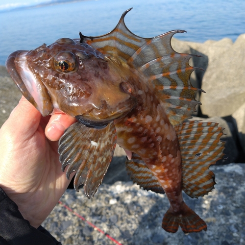 ニジカジカの釣果