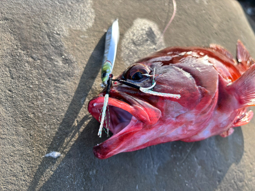 アカハタの釣果