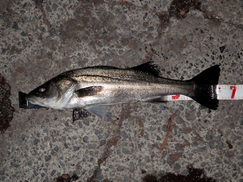 スズキの釣果