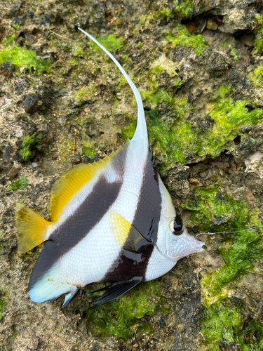 オニハタタテダイの釣果