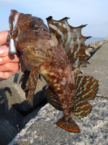 ニジカジカの釣果