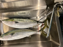 ヤズの釣果