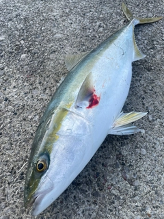 ハマチの釣果