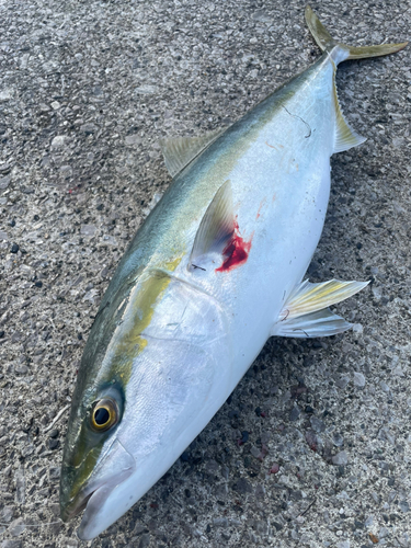 ハマチの釣果