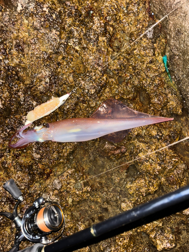 ヤリイカの釣果