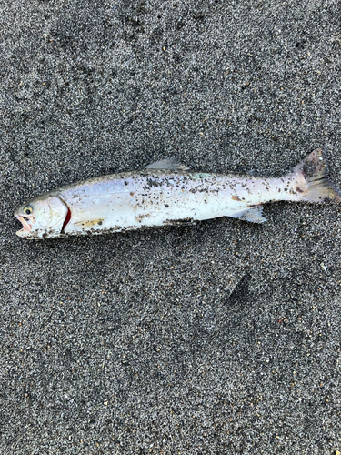 アメマスの釣果